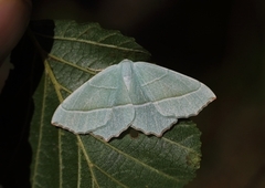 Light Emerald (Campaea margaritaria)