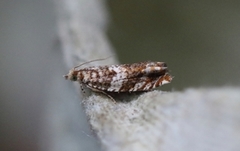 Brown Elm Bell (Epinotia abbreviana)
