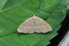 Olive Crescent (Trisateles emortualis)