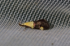 Oecophora bractella