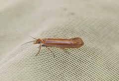 Variable Smudge (Ypsolopha ustella)