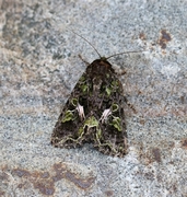 Orache Moth (Trachea atriplicis)