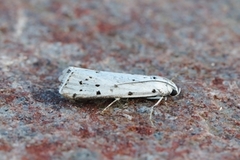 Thistle Ermine (Myelois circumvoluta)
