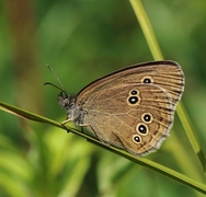 Ringlet (Aphantopus hyperantus)