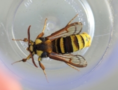 Hornet Moth (Sesia apiformis)