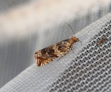 Thyme Marble (Celypha cespitana)