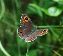 Klipperingvinge (Lasiommata maera)