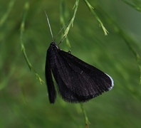 Chimney Sweeper (Odezia atrata)