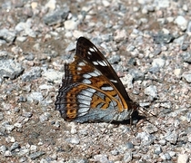 Ospesommerfugl (Limenitis populi)