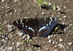 Poplar Admiral (Limenitis populi)