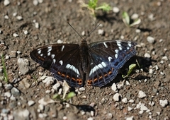 Ospesommerfugl (Limenitis populi)