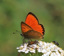Scarce Copper (Lycaena virgaureae)
