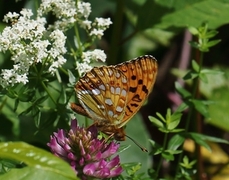 High Brown Fritillary (Argynnis adippe)