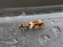 Brown Elm Bell (Epinotia abbreviana)
