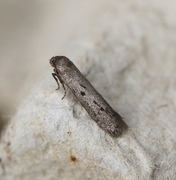 Hypatopa binotella