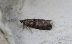 Birch Knot-horn (Ortholepis betulae)
