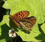 High Brown Fritillary (Argynnis adippe)