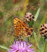 Lesser Marbled Fritillary (Brenthis ino)