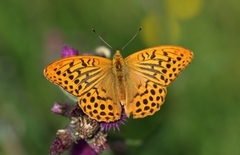 Keiserkåpe (Argynnis paphia)