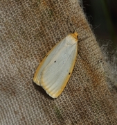 Toprikket lavspinner (Cybosia mesomella)