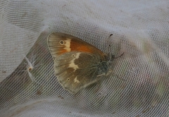 Myrringvinge (Coenonympha tullia)