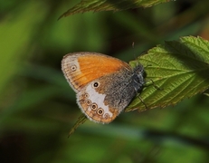Pearly Heath (Coenonympha arcania)