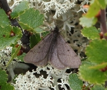 Pjuskemåler (Macaria fusca)