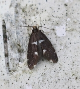 Incurvaria circulella