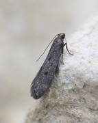 Bryotropha galbanella