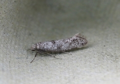 Paraswammerdamia conspersella