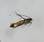 Red Cosmet (Mompha locupletella)