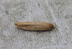 Dunkjevleglansmøll (Limnaecia phragmitella)