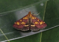 Common Purple & Gold (Pyrausta purpuralis)