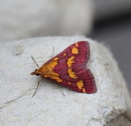 Common Purple & Gold (Pyrausta purpuralis)