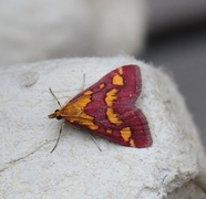 Purpurengmott (Pyrausta purpuralis)