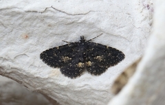 Waved Black (Parascotia fuliginaria)