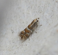 Phyllonorycter ulmifoliella