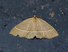 Olive Crescent (Trisateles emortualis)