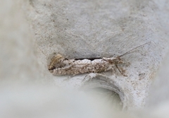 Ypsolopha vittella