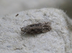 Carpatolechia fugitivella