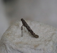 Caloptilia suberinella