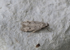 Apple Groundling (Gelechia rhombella)