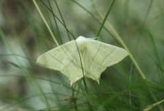 Stjertmåler (Ourapteryx sambucaria)