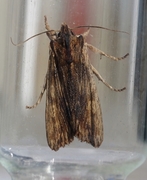 Tawny Pinion (Lithophane semibrunnea)