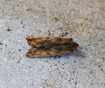 Askekappefly (Lithophane semibrunnea)