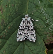 Grønt eikefly (Griposia aprilina)