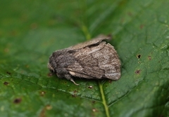 Pale Eggar (Trichiura crataegi)