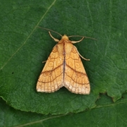 Orange Sallow (Tiliacea citrago)