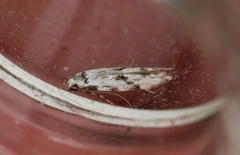 Black-dotted Groundling (Stenolechia gemmella)
