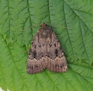 Rødt pyramidefly (Amphipyra pyramidea)